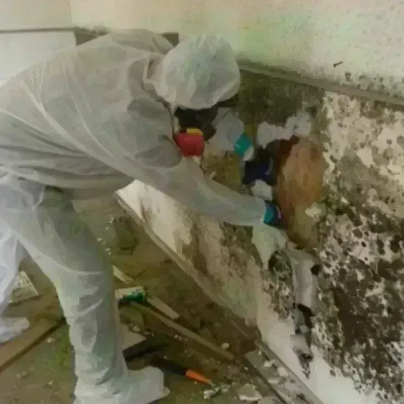 Mold Remediation and Removal in Williamsburg, MA